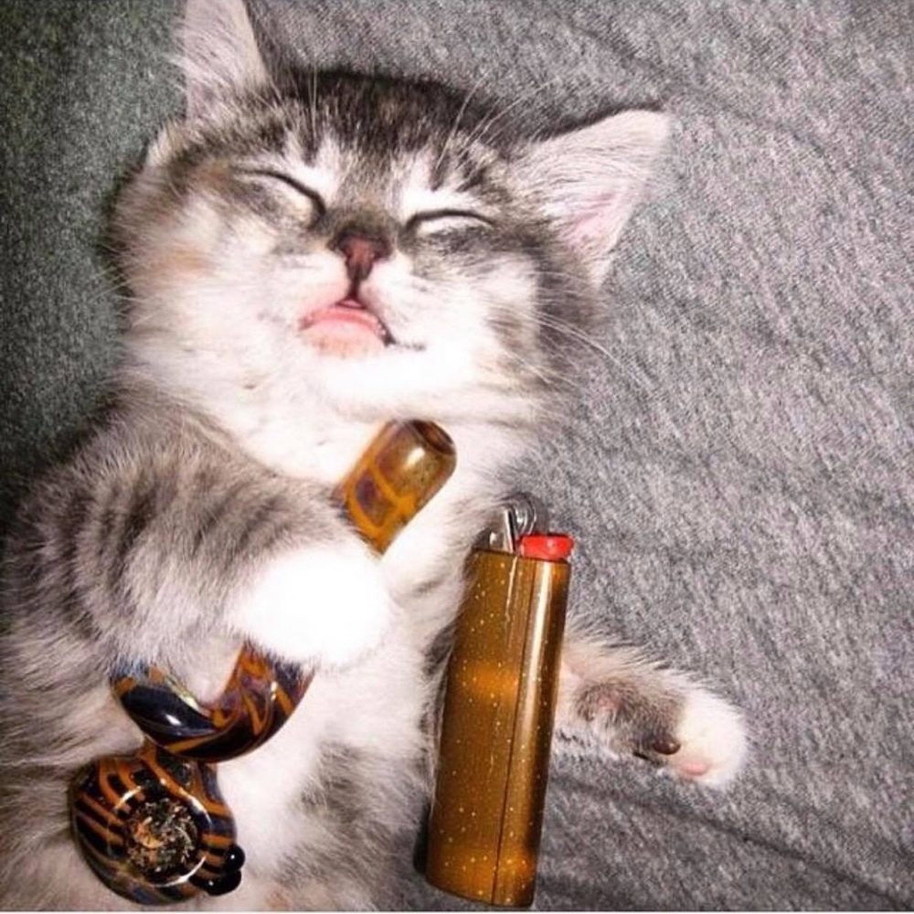 Meet your Posher, Ave